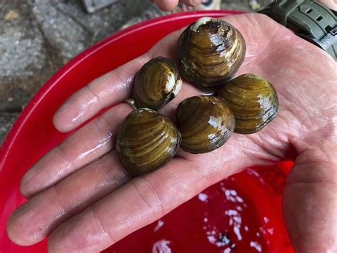 Federal protection granted for imperiled freshwater mussels